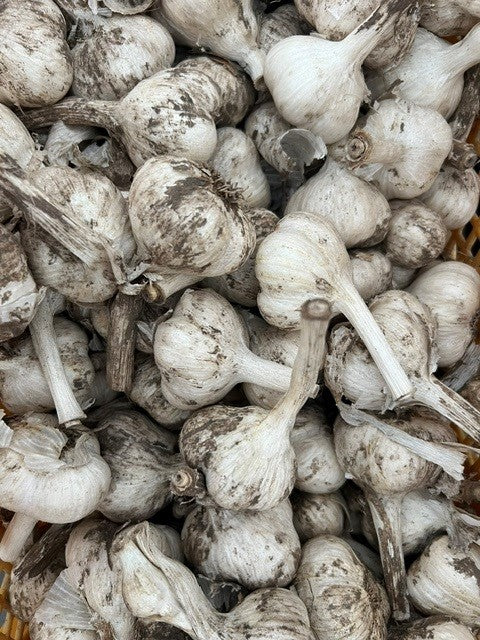 有機にんにく| 玉 (Mサイズ)