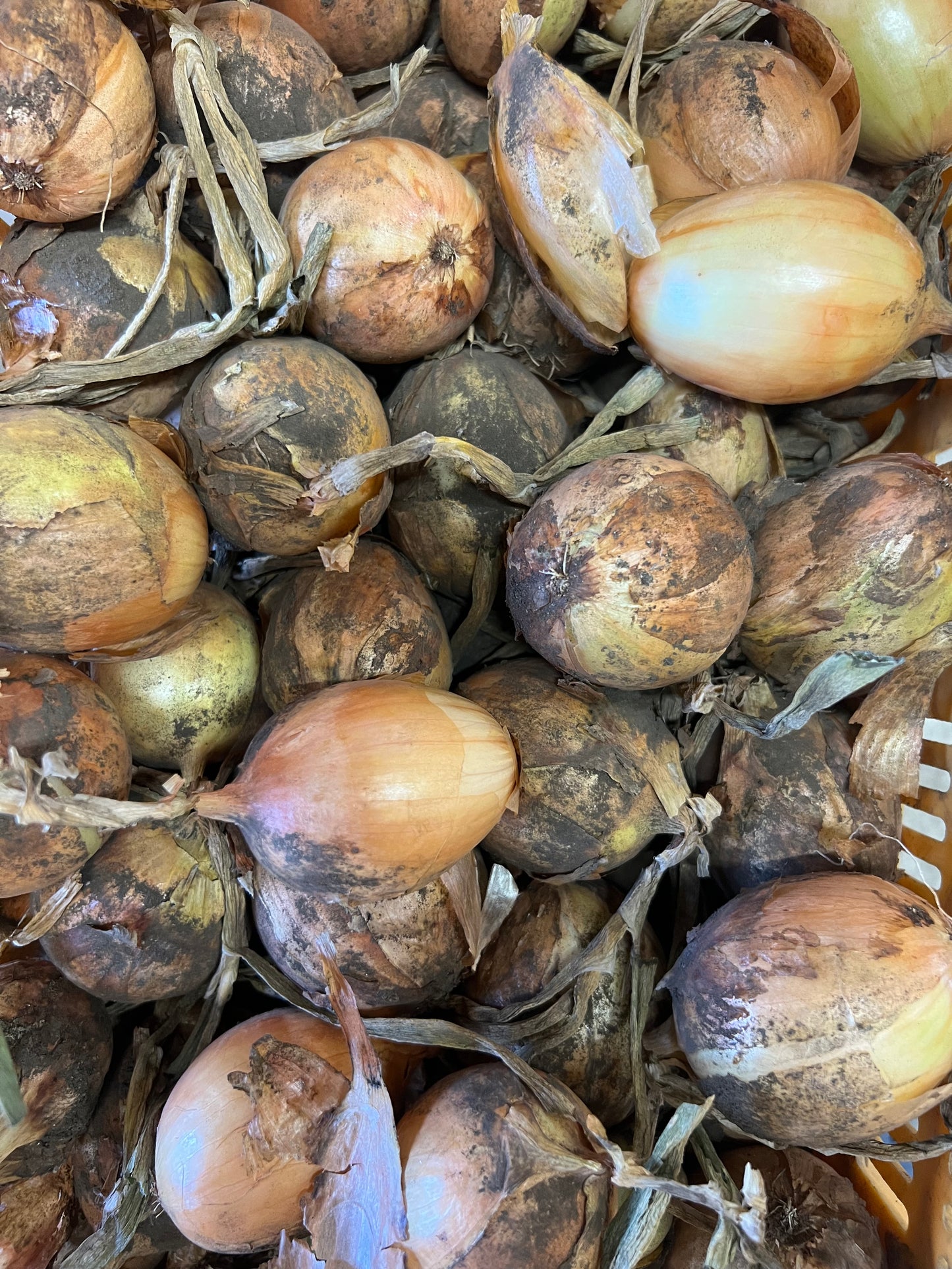 有機玉ねぎ(サイズミックス)