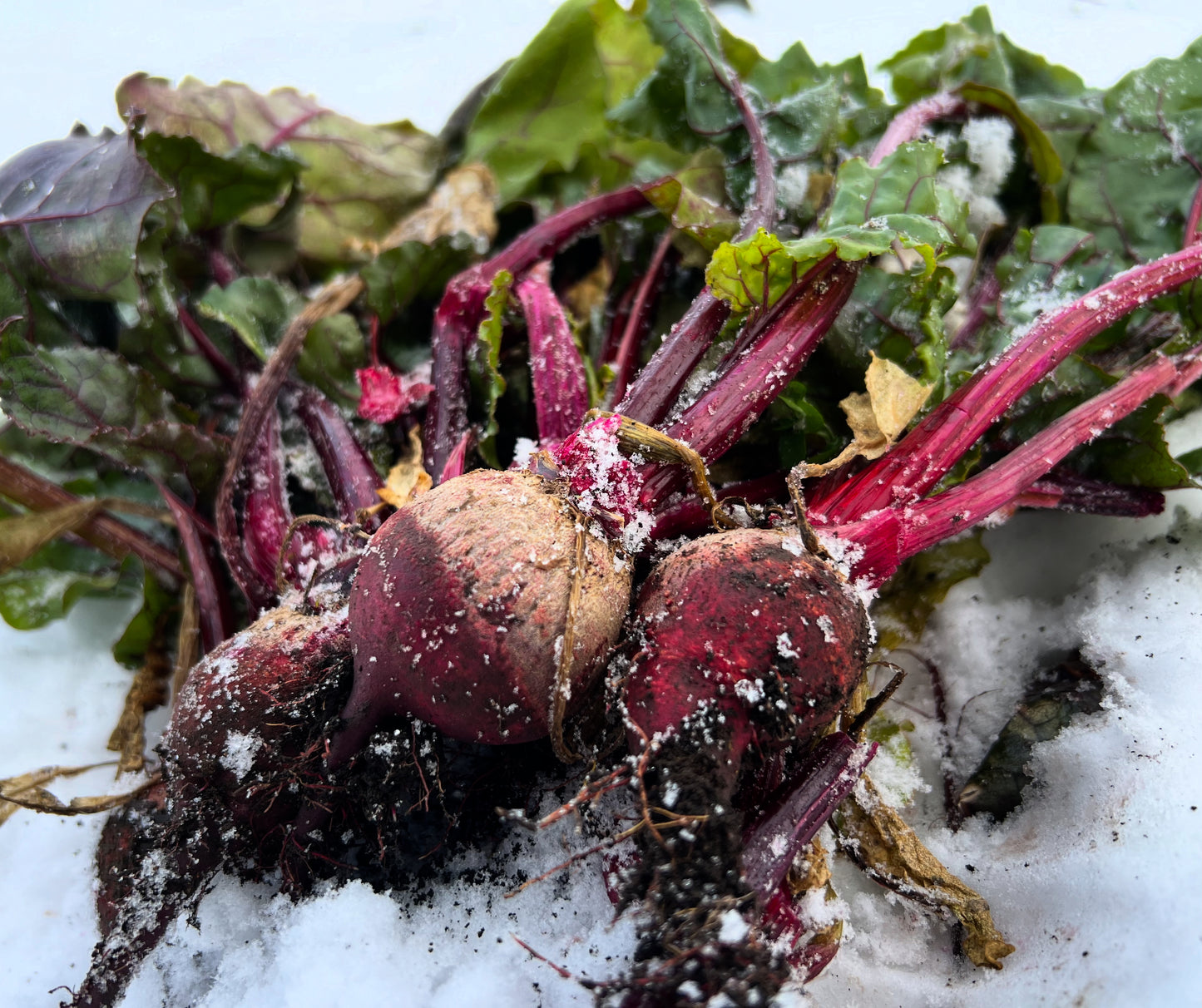 雪下 有機ビーツ