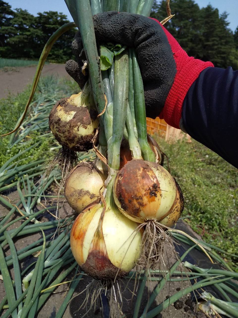 【オーガニック野菜でつくる乾燥野菜】玉ねぎ