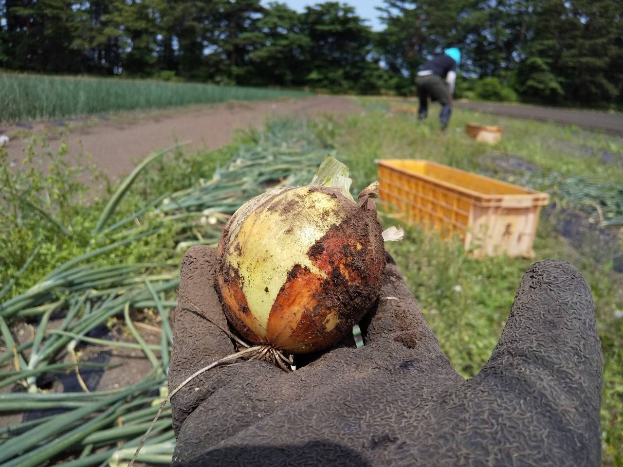 【オーガニック野菜でつくる乾燥野菜】玉ねぎ