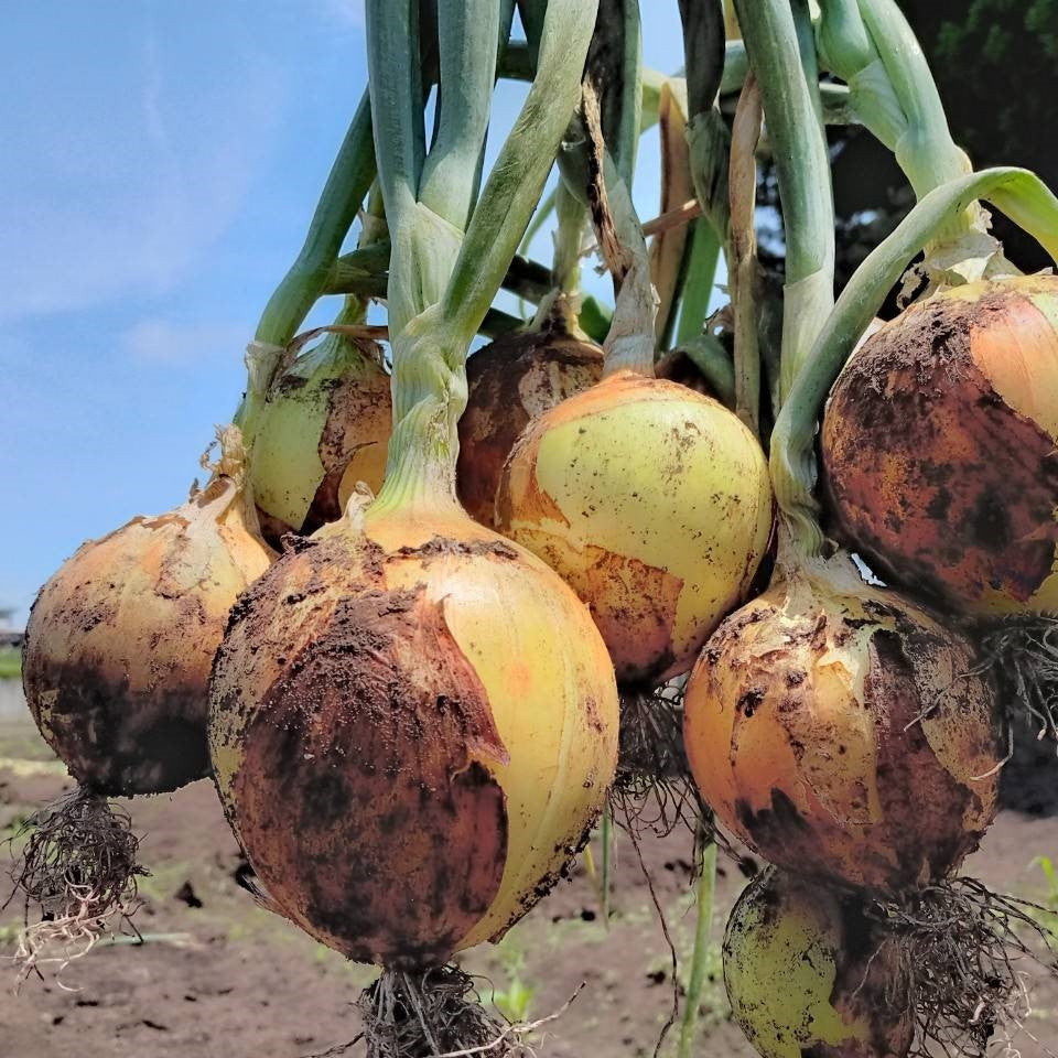 有機玉ねぎ(サイズミックス)