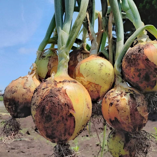 有機玉ねぎ(サイズミックス)