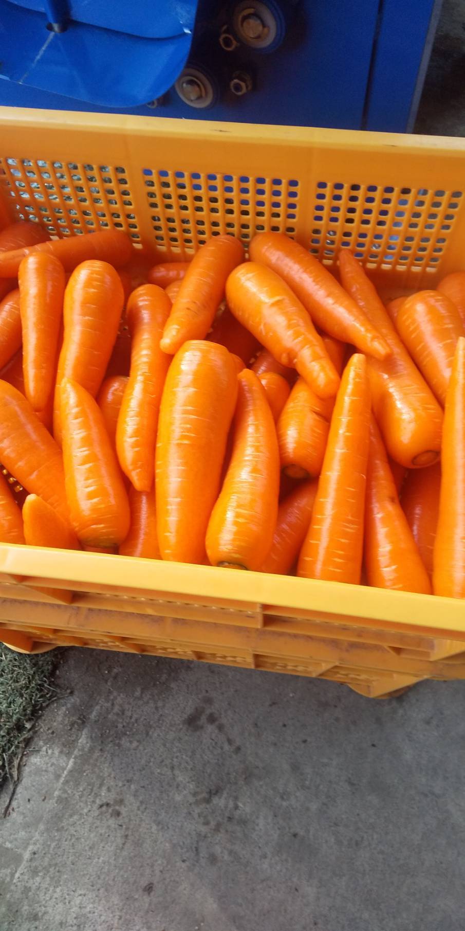 【オーガニック野菜でつくる乾燥野菜】雪下にんじん