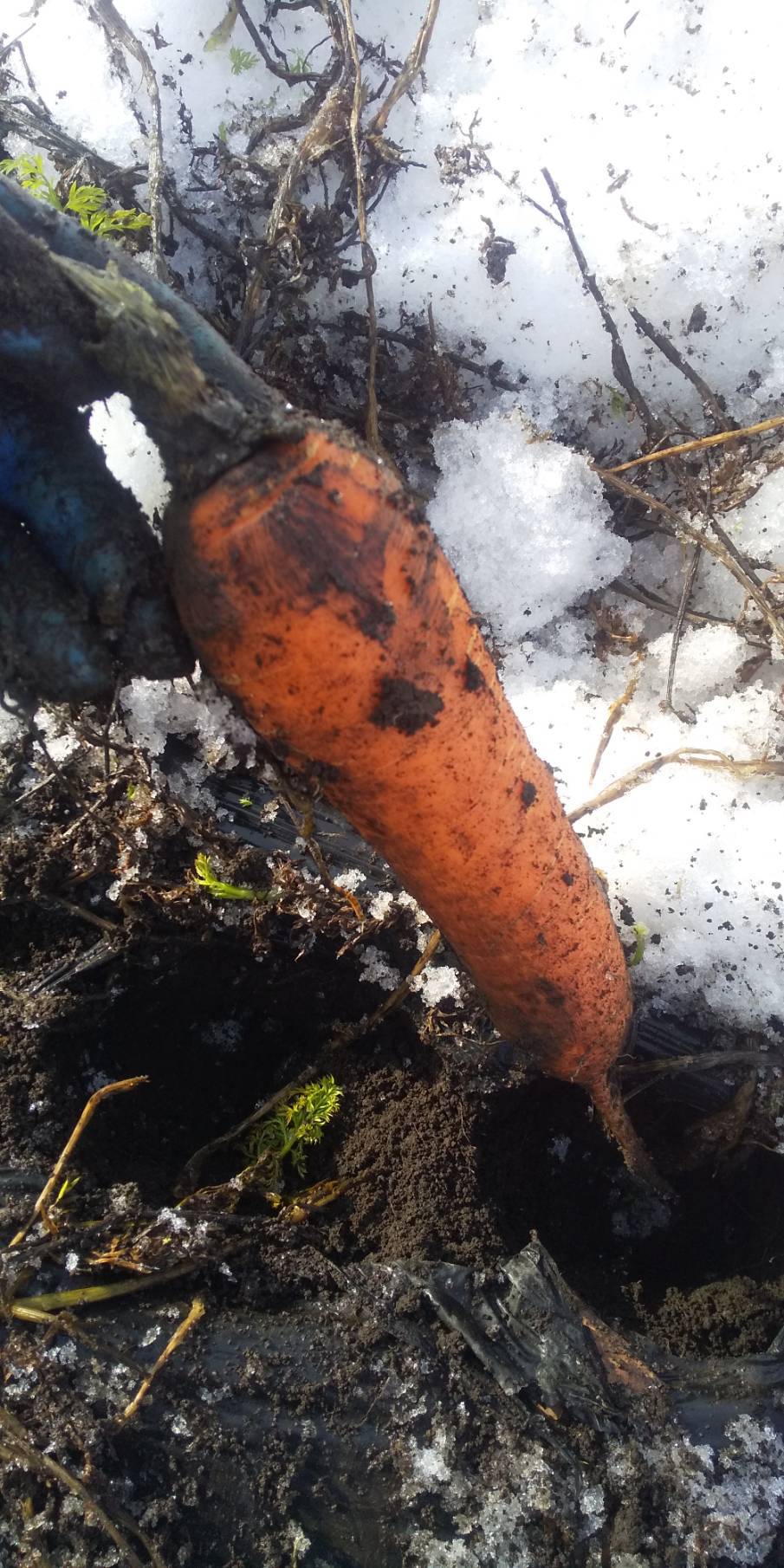 【オーガニック野菜でつくる乾燥野菜】雪下にんじん