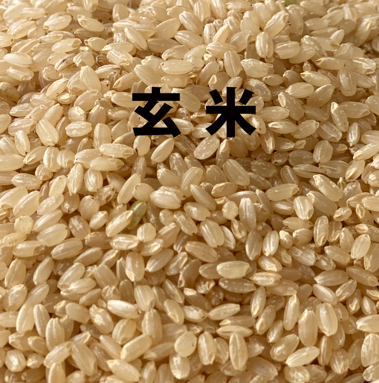 栽培期間中 農薬化学肥料不使用米|駒義(こまよし)|1㎏