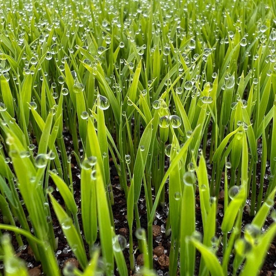 特別栽培米 農林水産省新ガイドラインによる表示