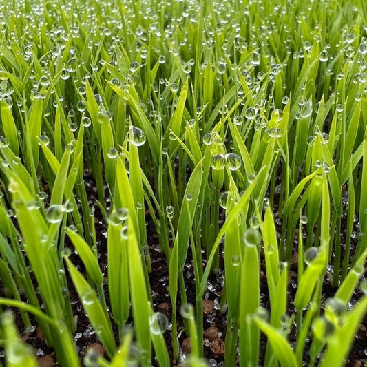 特別栽培米 農林水産省新ガイドラインによる表示