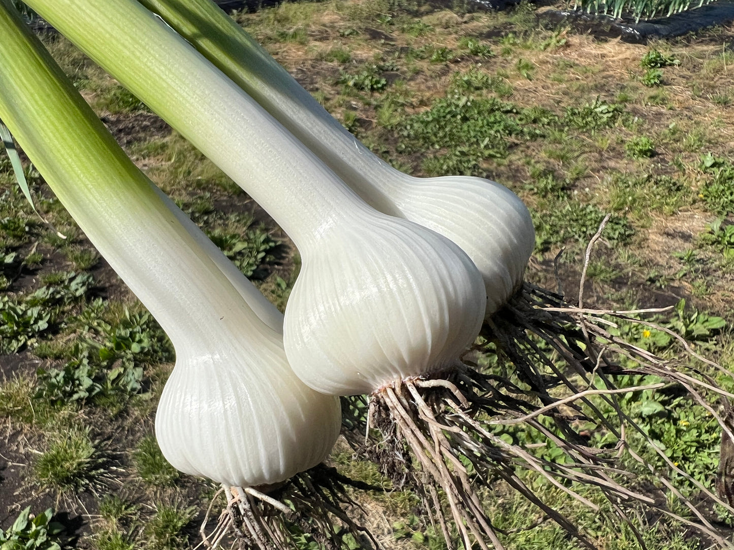 ご予約のみ＆期間限定！(6/15まで)有機"生にんにく"